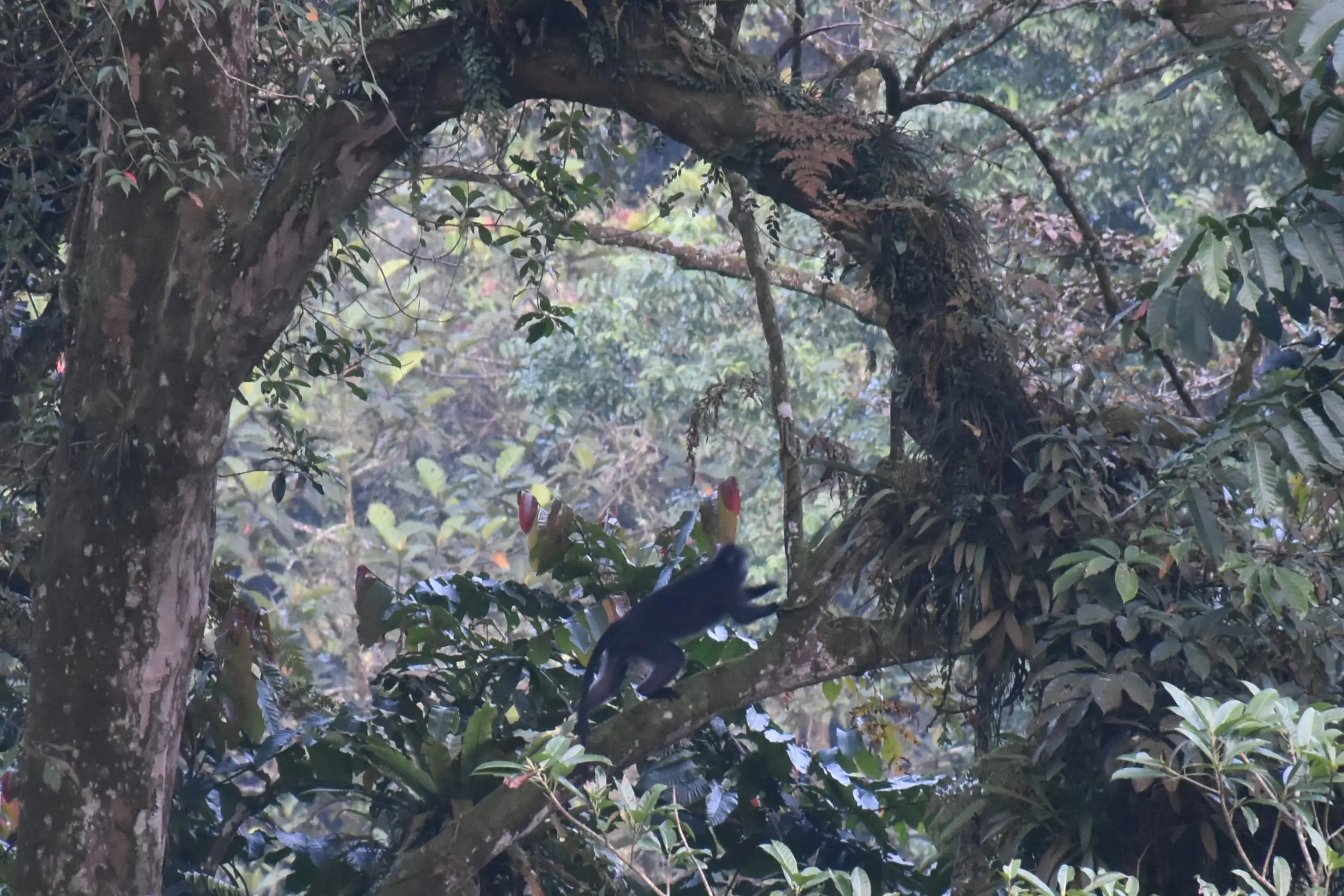 Petungkriyono Eco-Tour: A Sustainable Experience in the Pekalongan Highlands