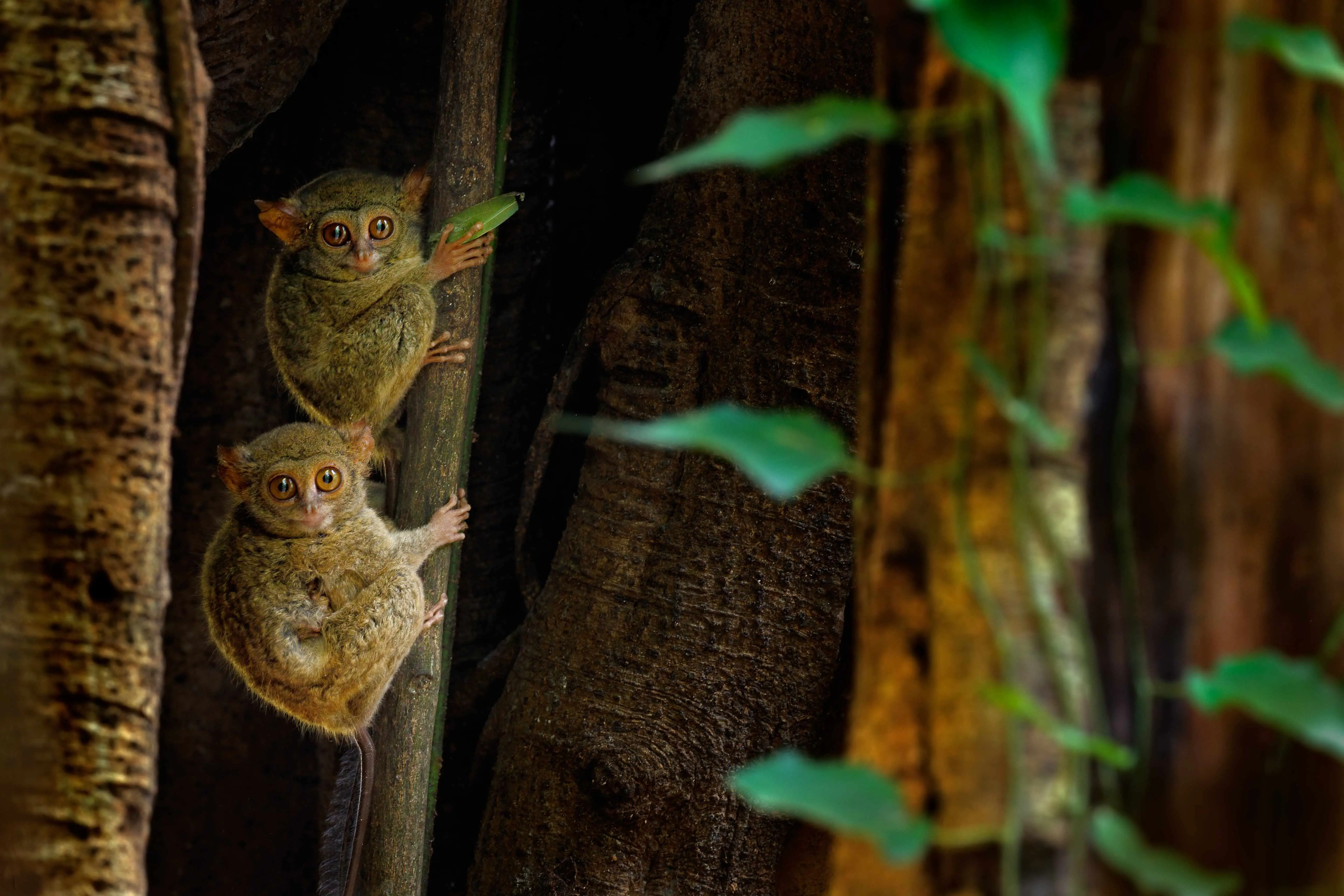 Tangkoko Nature Reserve