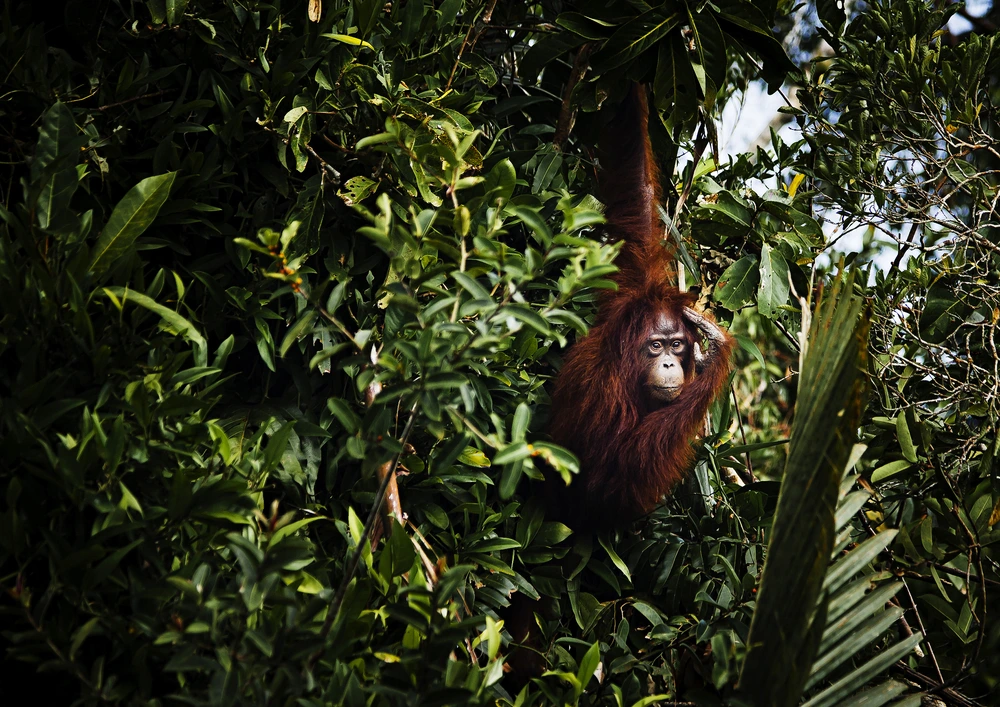 Tanjung Puting National Park