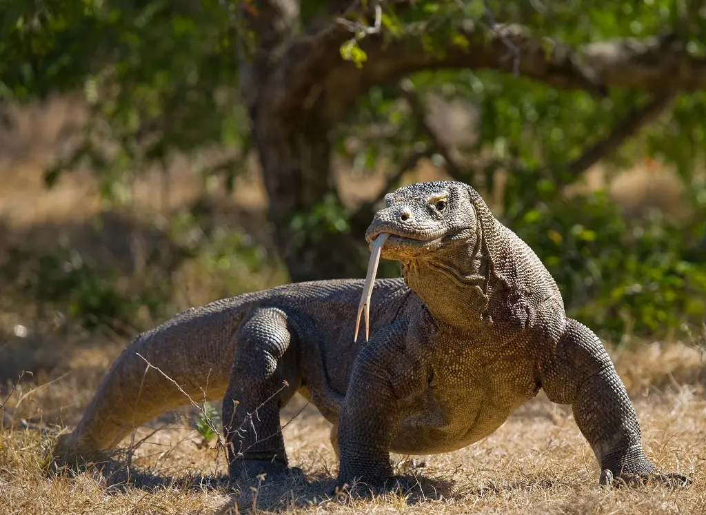 Komodo National Park