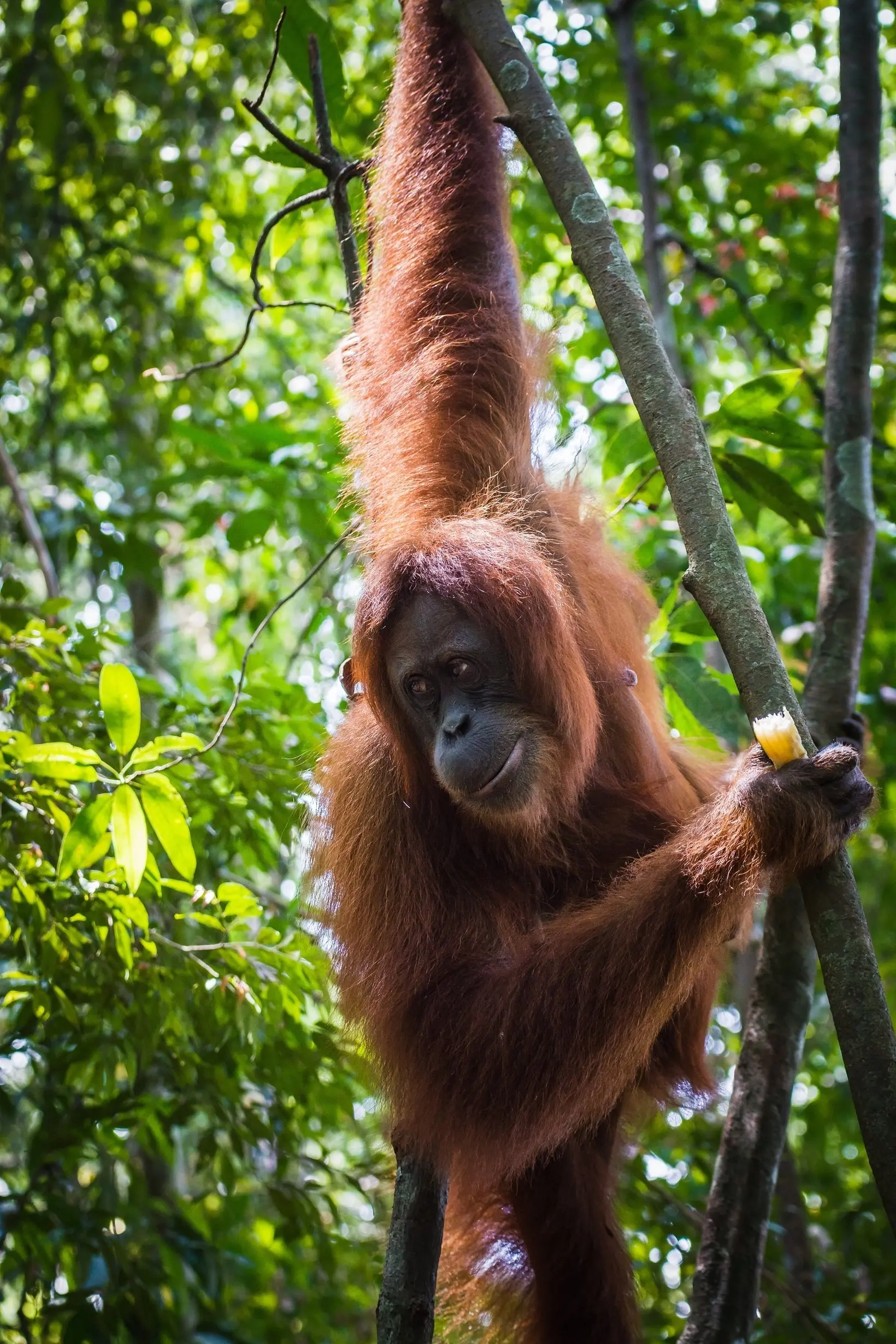 Bukit Lawang