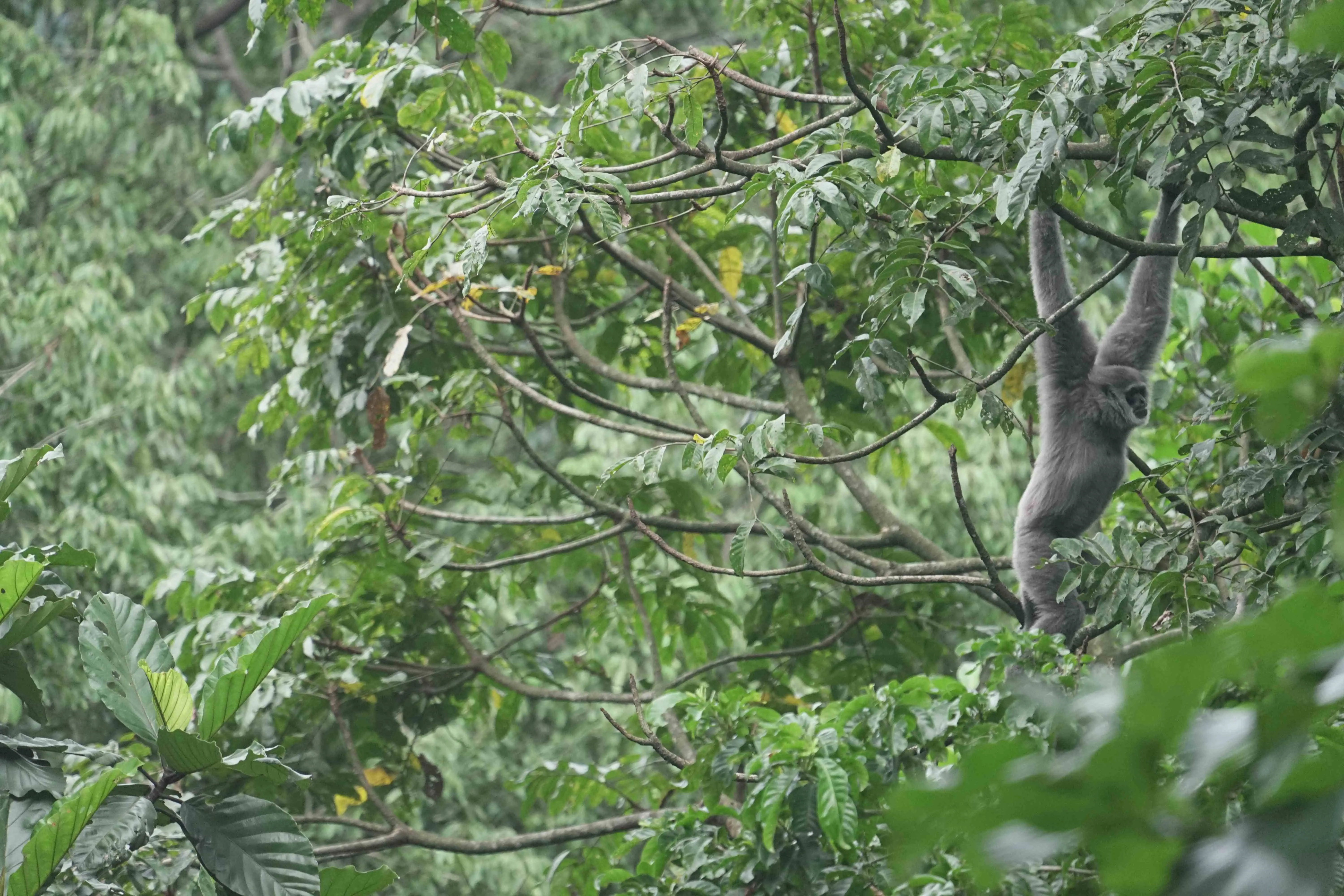 Java Deep Discovery: Rainforests, Volcano Trails & Village Life