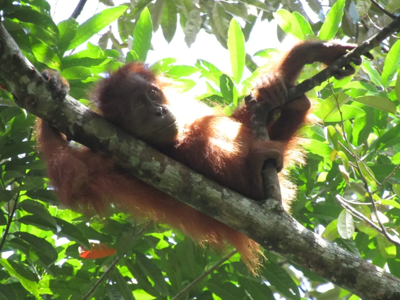 Thrilling Adventure in Sumatra