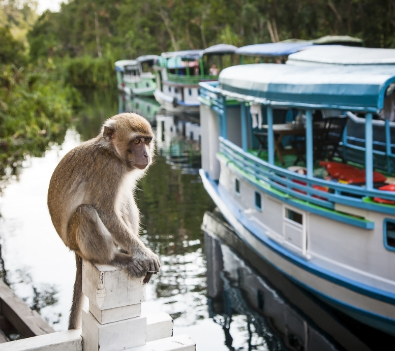 Kalimantan Oddysey: From Jungle to Islands