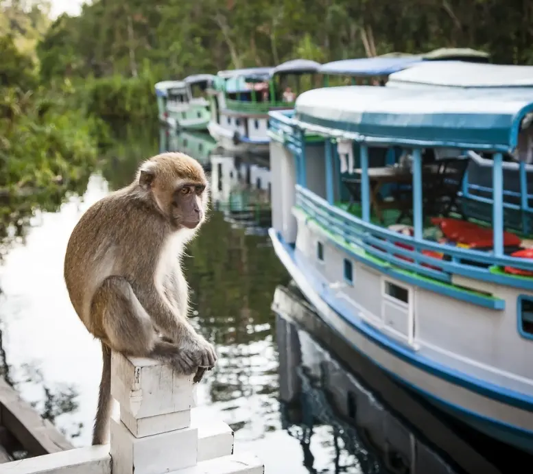 Kalimantan Oddysey: From Jungle to Islands
